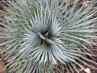 Green Humilis Silver Flower seeds for Planting - Drought Tolerant, Heirloom & GMO Free Seeds for Home Garden
 
 Sale seeds for home garden