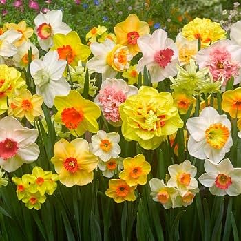 Narcissus bulbs in bulk for perennial garden planting