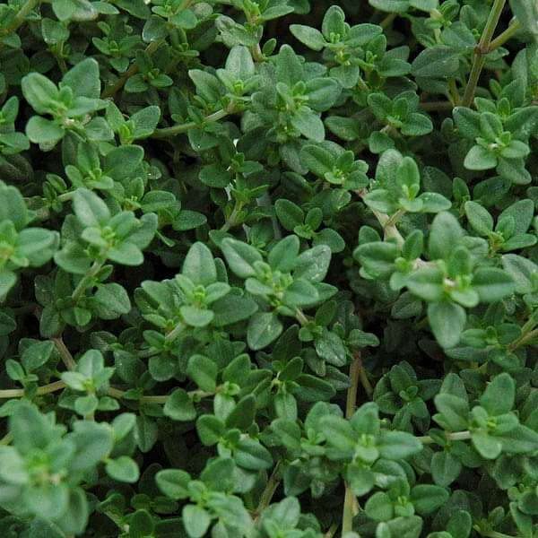 Carbeth herb plants growing in decorative garden containers