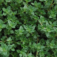 Carbeth herb plants growing in decorative garden containers