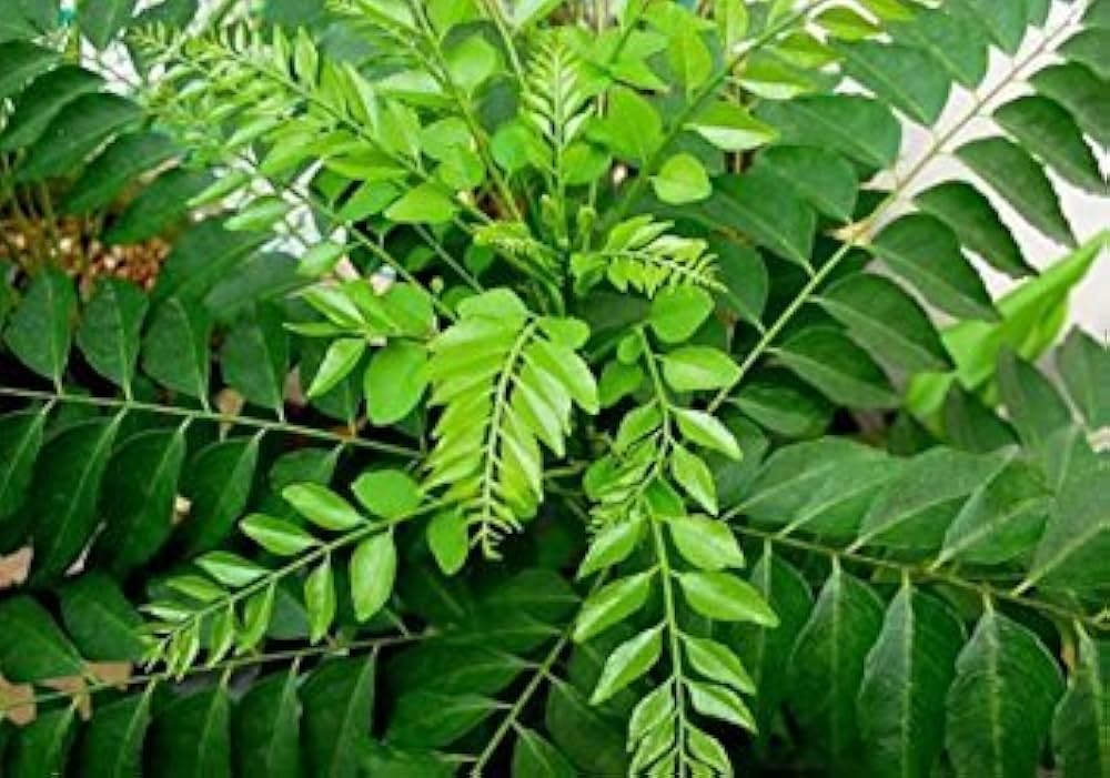 Healthy curry leaf plant with lush green aromatic leaves.