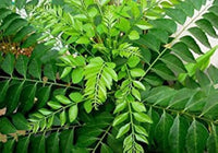 Healthy curry leaf plant with lush green aromatic leaves.