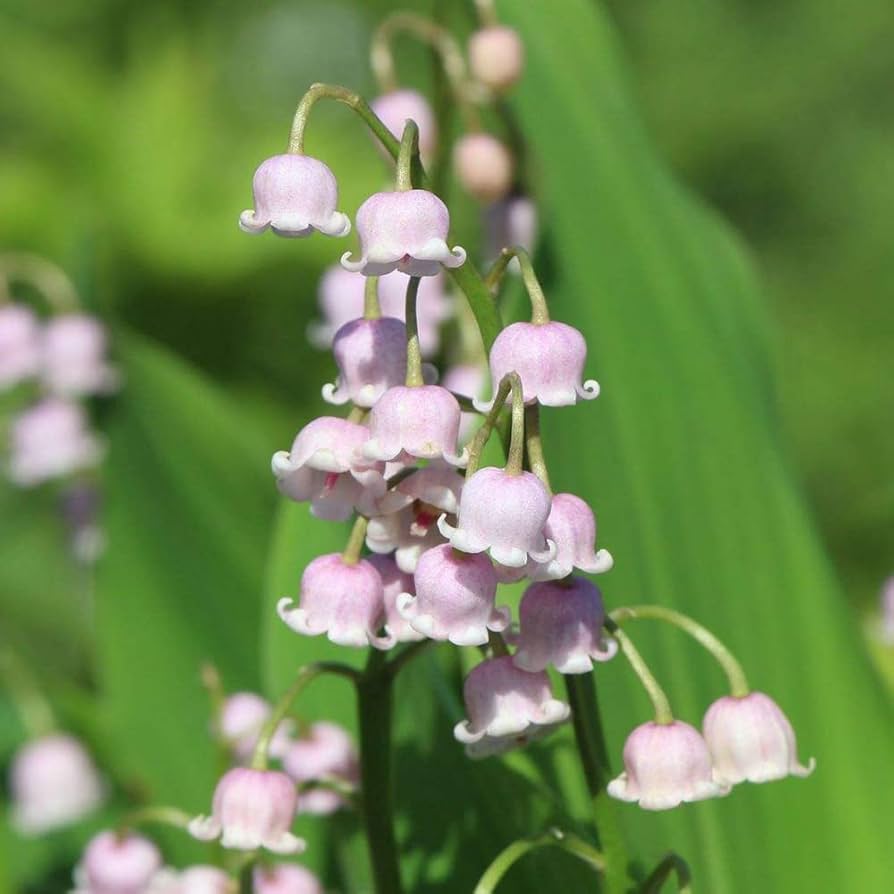 White Purple Bell Orchid Flower seeds for Planting - Drought Tolerant, Heirloom & GMO Free Seeds for Home Garden