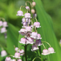 Purple Bell Orchid Flower seeds for Planting - Low Maintenance, Heirloom & GMO Free Seeds for Home Garden