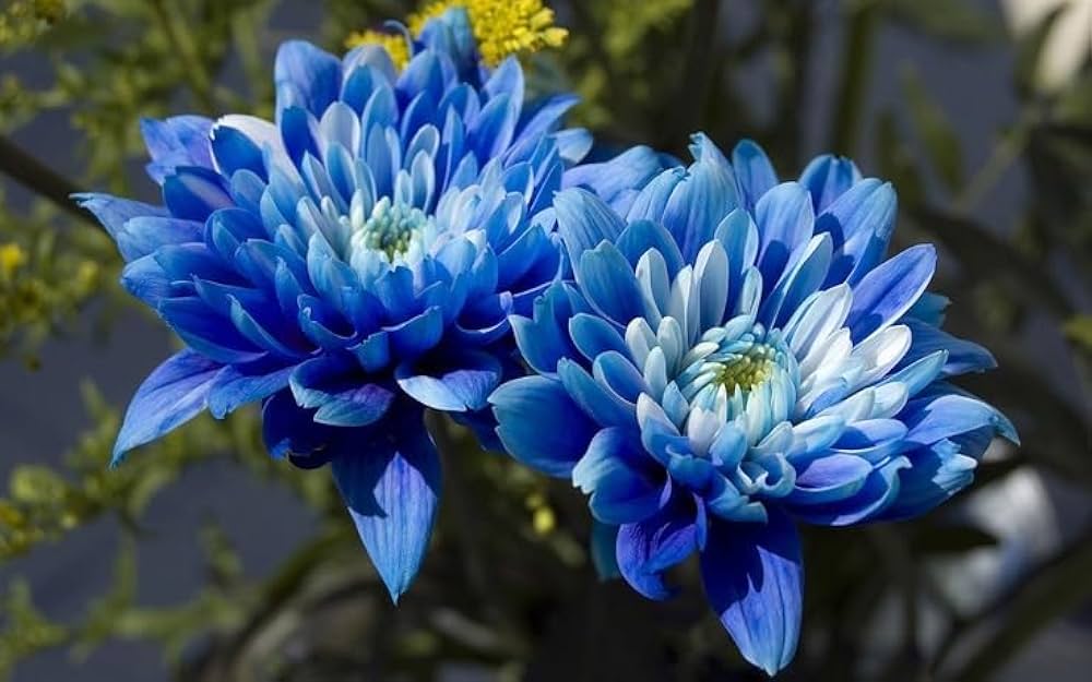 Sky Blue & White Chrysanthemum Flower seeds for Planting Cottage Garden Essential Heirloom & GMO Free Seeds for Home Garden 
 
 Sale