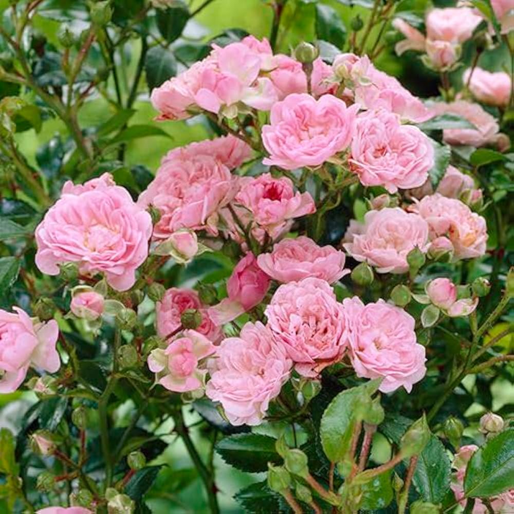Pink Climbing Roses Flower seeds for Planting - Easy to Grow, Heirloom & GMO Free Seeds for Home Garden