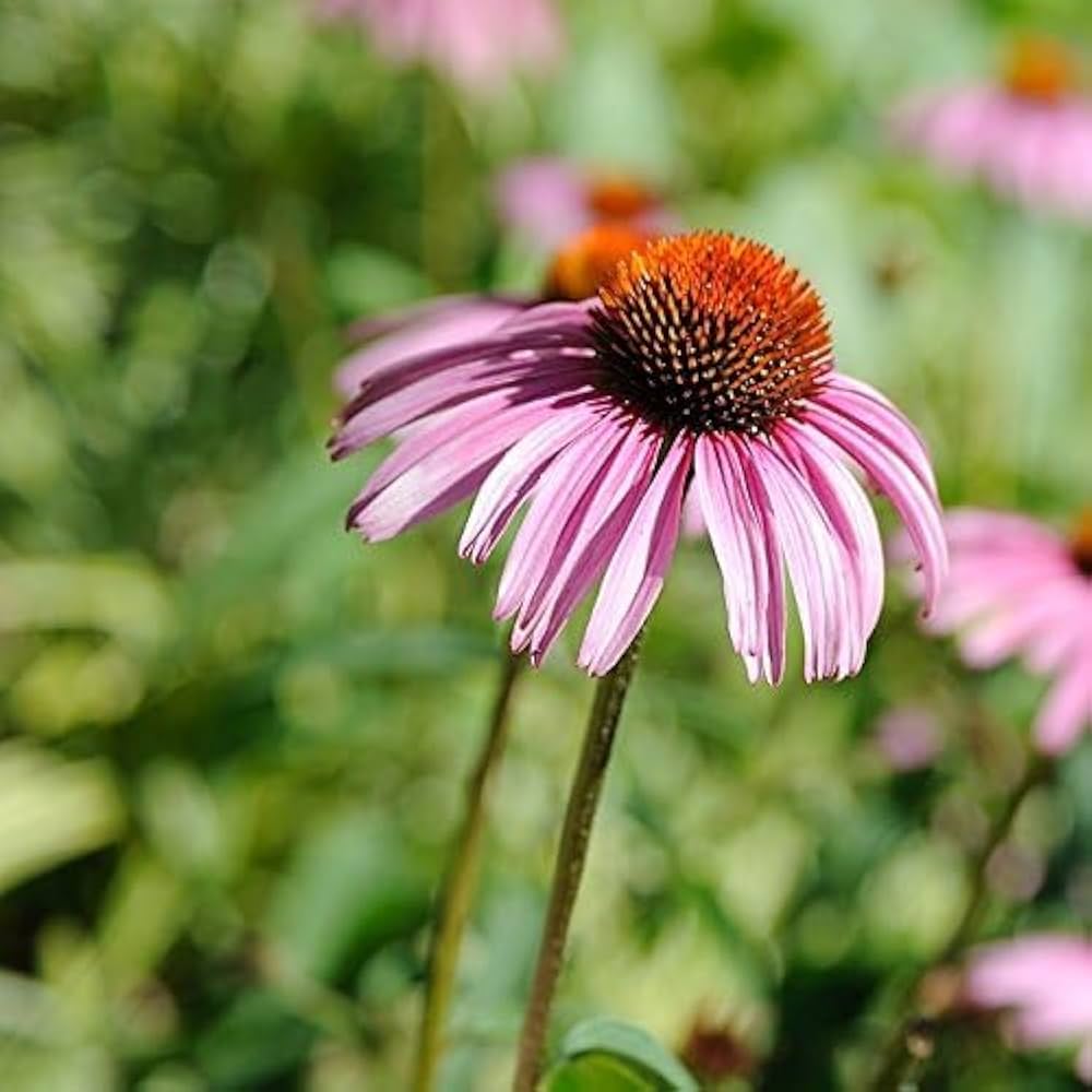 Pink ConeFlower seeds for Planting - Easy to Grow, Heirloom & GMO Free Seeds for Home Garden