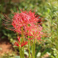 Lycoris Flower seeds for Planting - Compact Growth, Heirloom & GMO Free Seeds for Home Garden