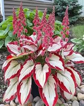 Hosta Bulbs for Easy Planting – Perennial Shade Garden Plants