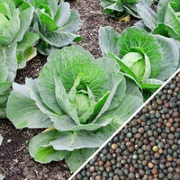 Young cabbage plants growing in a raised garden bed.Young cabbage plants growing in a raised garden bed.
