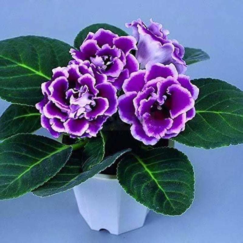 Violet White Gloxinia Flower Seeds for Planting Sun Loving Heirloom & GMO Free Seeds for Home Garden
 
 Sale