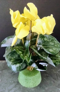 Light Yellow Cyclamen Flower Seeds for Planting