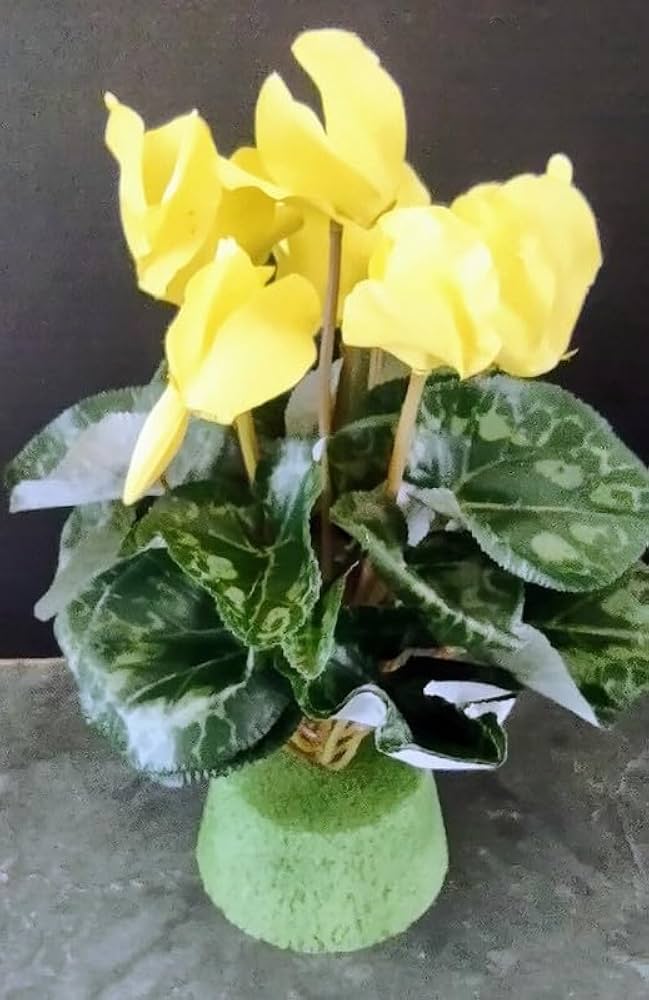 Light Yellow Cyclamen Flower seeds for Planting - Cut Flower Favorite, Heirloom & GMO Free Seeds for Home Garden
