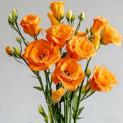 100 Pcs