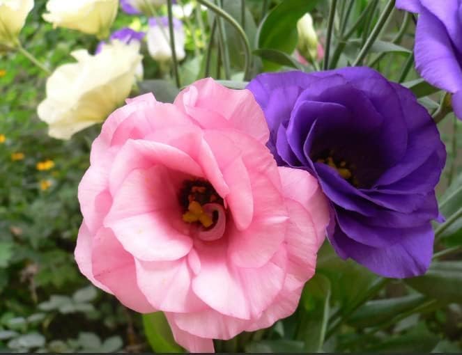 Pink Picotte Eustoma (Lisianthus) Flower seeds for Planting - Bright Blooms, Heirloom & GMO Free Seeds for Home Garden