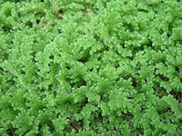 Gray Crested Fern Flower seeds for Planting - Premium Quality, Heirloom & GMO Free Seeds for Home Garden
 
 Sale for planting in home garden.