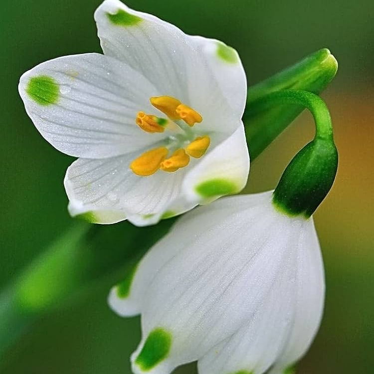 Snowdrop Bulbs Flower seeds for Planting - Fragrant Blossoms, Heirloom & GMO Free Seeds for Home Garden