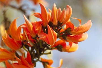 Mini Flame Lilium Brownii for garden