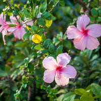 White Pink Hibiscus Flower seeds for Planting Bright Blooms Heirloom & GMO Free Seeds for Home Garden 
 
 Sale