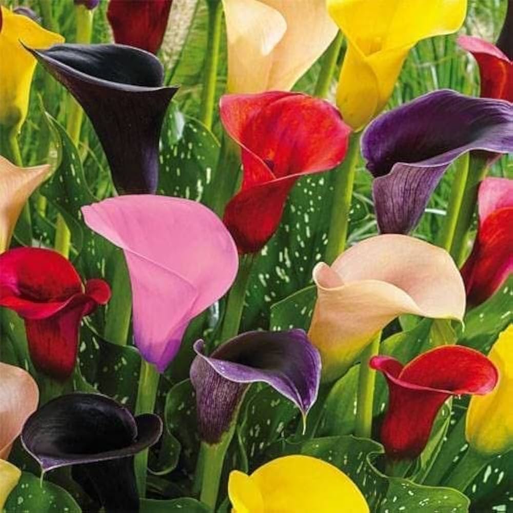 Calle Flower seeds for Planting - Compact Growth, Heirloom & GMO Free Seeds for Home Garden
 
 Sale seeds for home garden