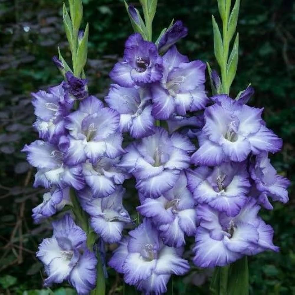Blue White Gladiolus Flower Seeds for Planting Seasonal Bloomer Heirloom & GMO Free Seeds for Home Garden
 
 Sale