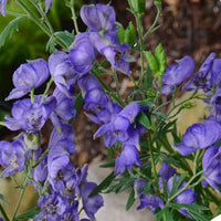 Aconitum Flower seeds for Planting - Perfect for Borders, Heirloom & GMO Free Seeds for Home Garden