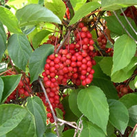Schisandra (Schisandra chinensis) Seeds - Wu-wei-zi