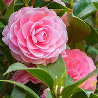 Heirloom Camelia Flower seeds for Planting Sun Loving Heirloom & GMO Free Seeds for Home Garden