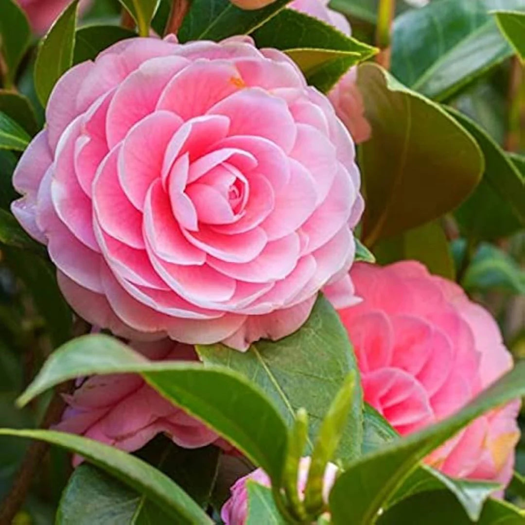 Camellia Japonica Flower seeds for Planting - Fragrant Blossoms, Heirloom & GMO Free Seeds for Home Garden