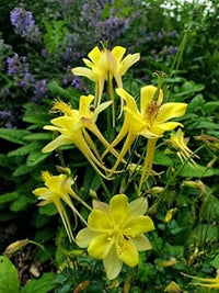 Akelei Pflanze Flower seeds for Planting - Sun Loving, Heirloom & GMO Free Seeds for Home Garden
 
 Sale seeds for home garden