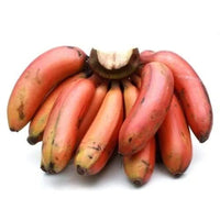 Red Banana Planting Seeds - Grow Exotic Tropical Fruit in Your Garden