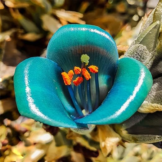 Blue Sapphire Tower Flower seeds for Planting Garden Favorite Heirloom & GMO Free Seeds for Home Garden 
 
 Sale