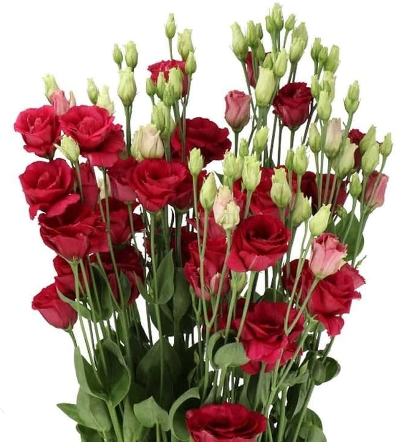 White & Red Eustoma (Lisianthus) Flower Seeds for Planting Heirloom NONGMO Garden Seeds Pollinator Friendly 
 
 Sale