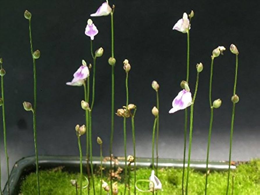 Utricularia Arenaria Flower seeds for Planting - Cottage Garden Essential, Heirloom & GMO Free Seeds for Home Garden