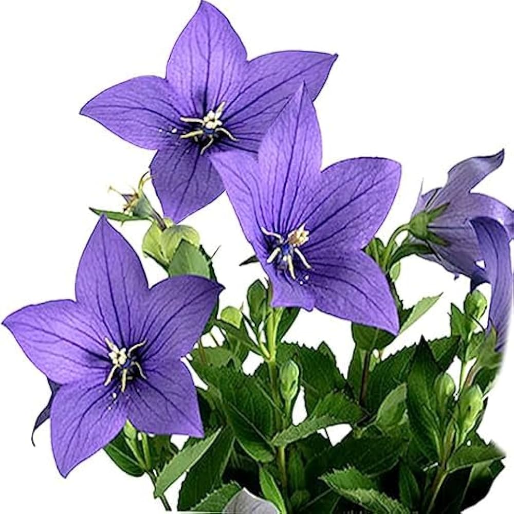 Blue Platycodon Double Balloon Seeds for unique puffy flowers
