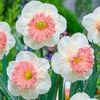Nema Double Petals Narcissus Flower seeds for Planting - Drought Tolerant, Heirloom & GMO Free Seeds for Home Garden