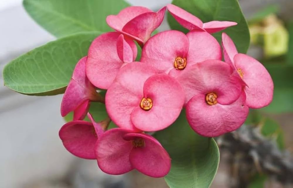 Milii Flower seeds for Planting - Wildflower Mix, Heirloom & GMO Free Seeds for Home Garden