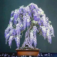 Wisteria Seeds Wisteria Bonsai Flower Seeds (11 Colors)