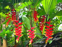 Heliconia Flower seeds for Planting - Cottage Garden Essential, Heirloom & GMO Free Seeds for Home Garden