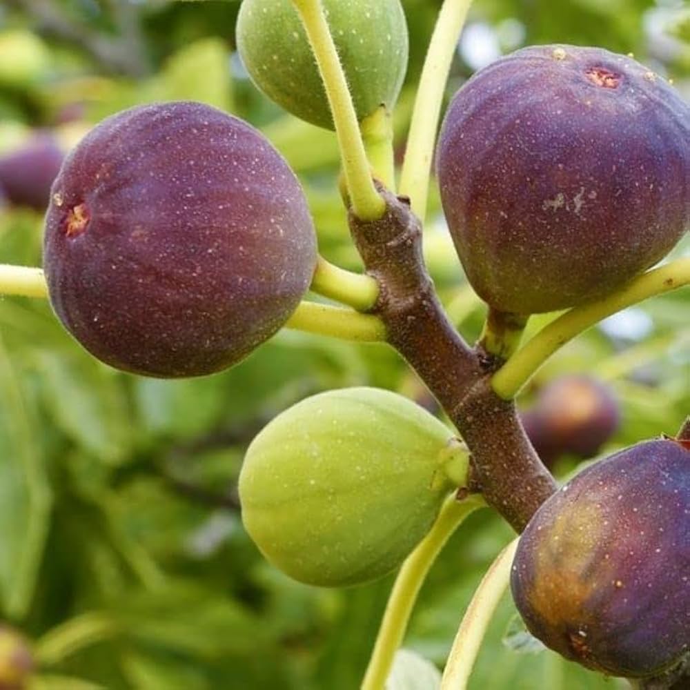 Burgundy Fig Seeds for Planting