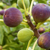 Burgundy Fig Seeds for Planting