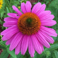 Echinacea purpurea coneflower seeds