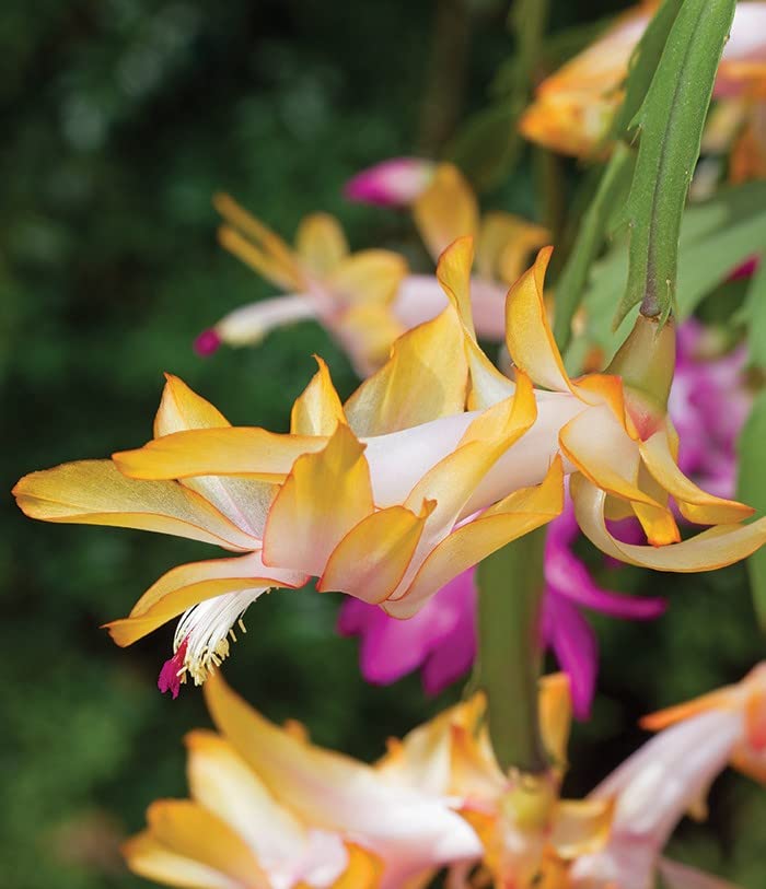 Yellow Zygocactus Truncatus Flower seeds for Planting Pollinator Friendly Heirloom & GMO Free Seeds for Home Garden 
 
 Sale