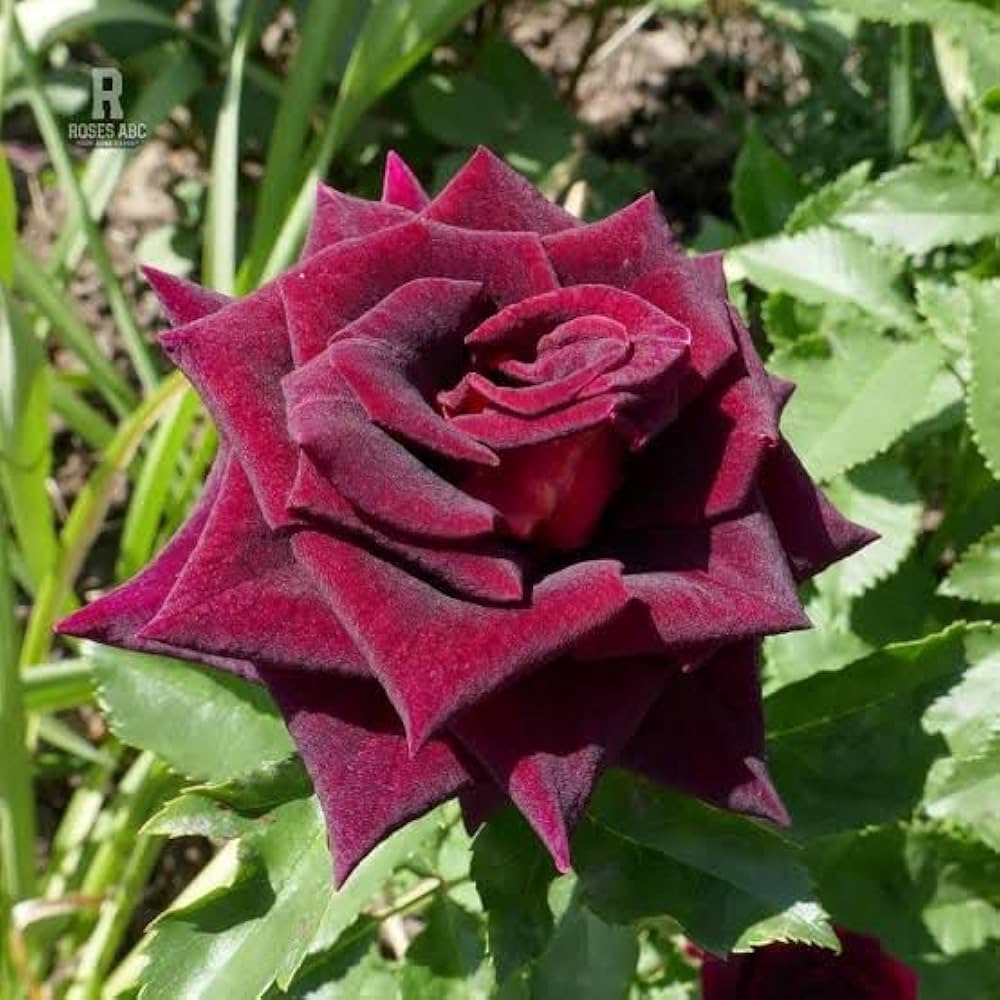 Red Baccara Flower seeds for Planting - Seasonal Bloomer, Heirloom & GMO Free Seeds for Home Garden