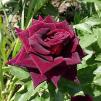 Red Baccara Rose Seeds for Planting - Velvet Red Blooms, Premium Quality Garden Seeds
