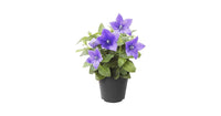 Platycodon Rosa Grandiflorus Seeds – Balloon Flower with Rosy-Pink Blooms