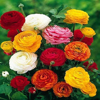 Mixed Peony Bulbs | Perennial Ornamental Flowers for Garden Planting