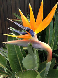 Green Strelitzia Reginae Seeds Flower seeds for Planting Wildflower Mix Heirloom & GMO Free Seeds for Home Garden