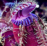 Venus Fly Trap Violet Flower seeds for Planting - Long Bloom Season, Heirloom & GMO Free Seeds for Home Garden
 
 Sale seeds for planting in home garden