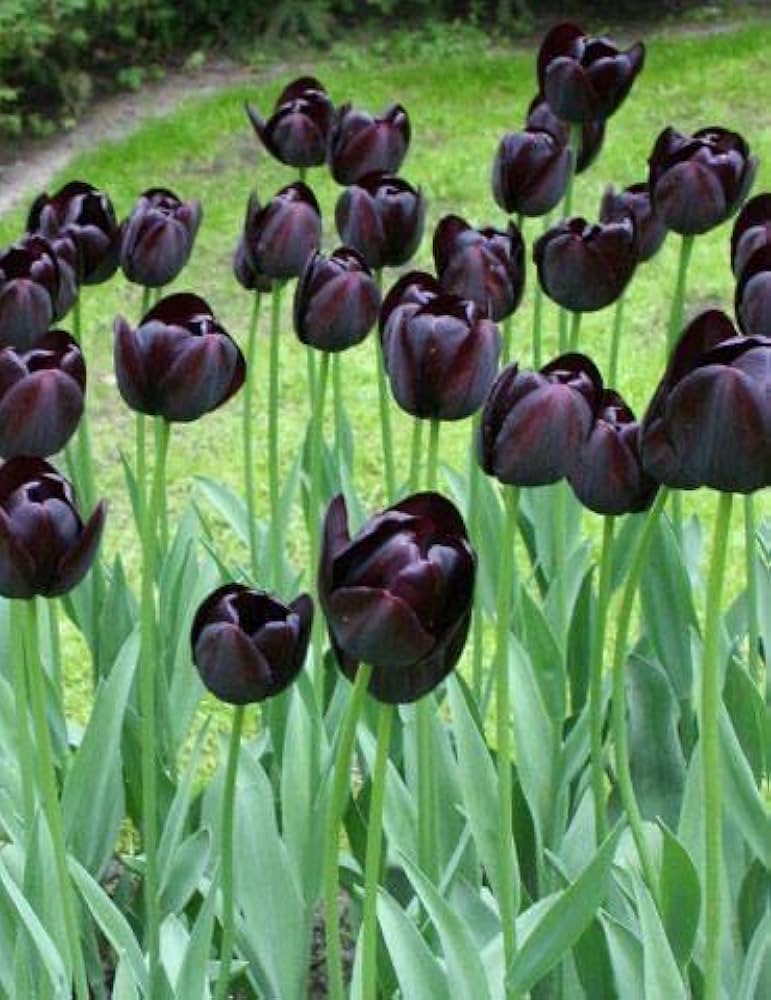 Black Tulip Flower seeds for Planting Premium Quality Heirloom & GMO Free Seeds for Home Garden